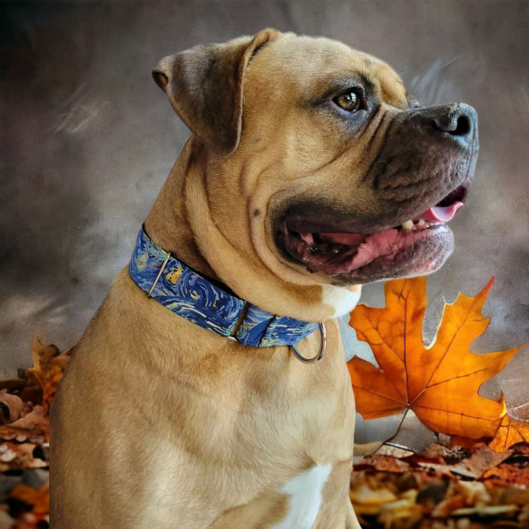 Dog Collars