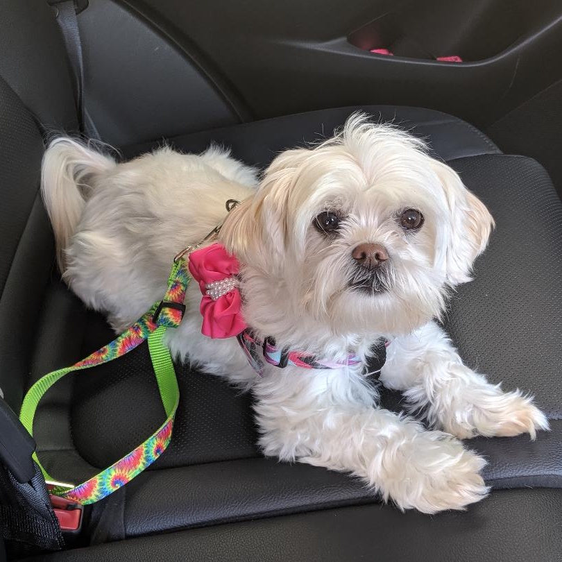 Seat Belts