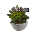 How Now Brown Cow?  Dog Collar (XX-Small)