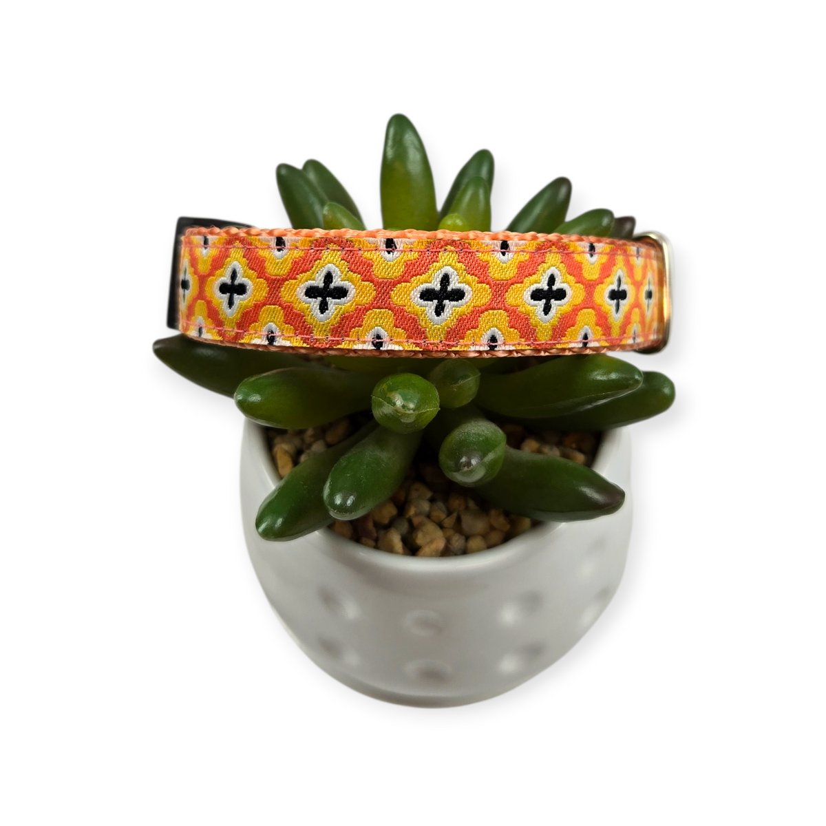 Feels Like Sunshine Dog Collar (Medium)
