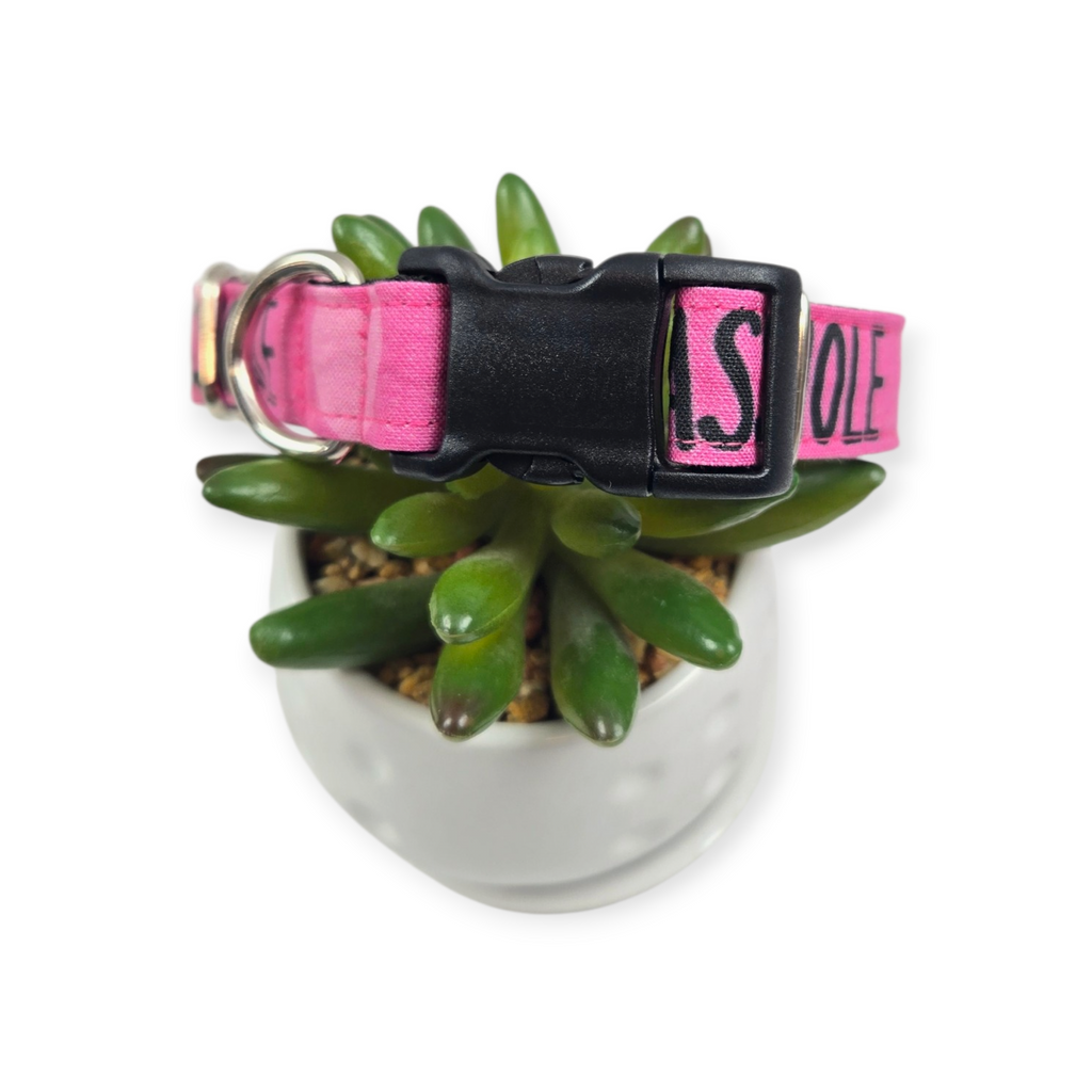 Sasshole Dog Collar (Medium)