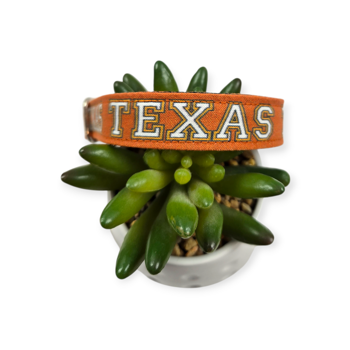Texas on Burnt Orange Dog collar (Small, 3/4" wide)