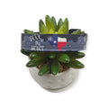 Deep in the Heart of Texas Dog collar (Small, 3/4" wide)