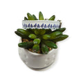 Bluebonnet Field Kitty Collar (XX-Small)