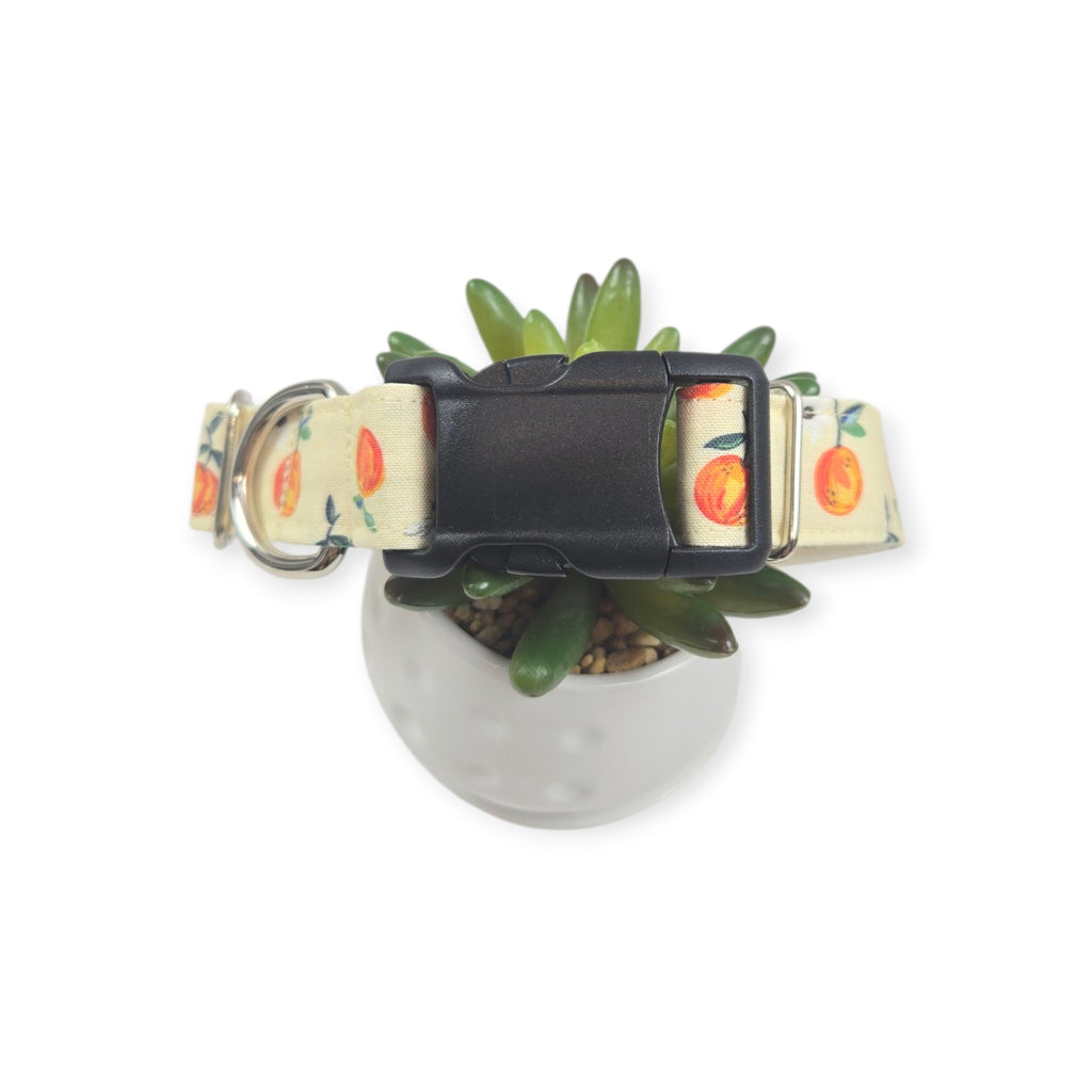 Orange You Bee Dog Collar (Medium, 1" Wide)