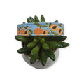 Peaches on Sky Blue Dog Collar (Medium)