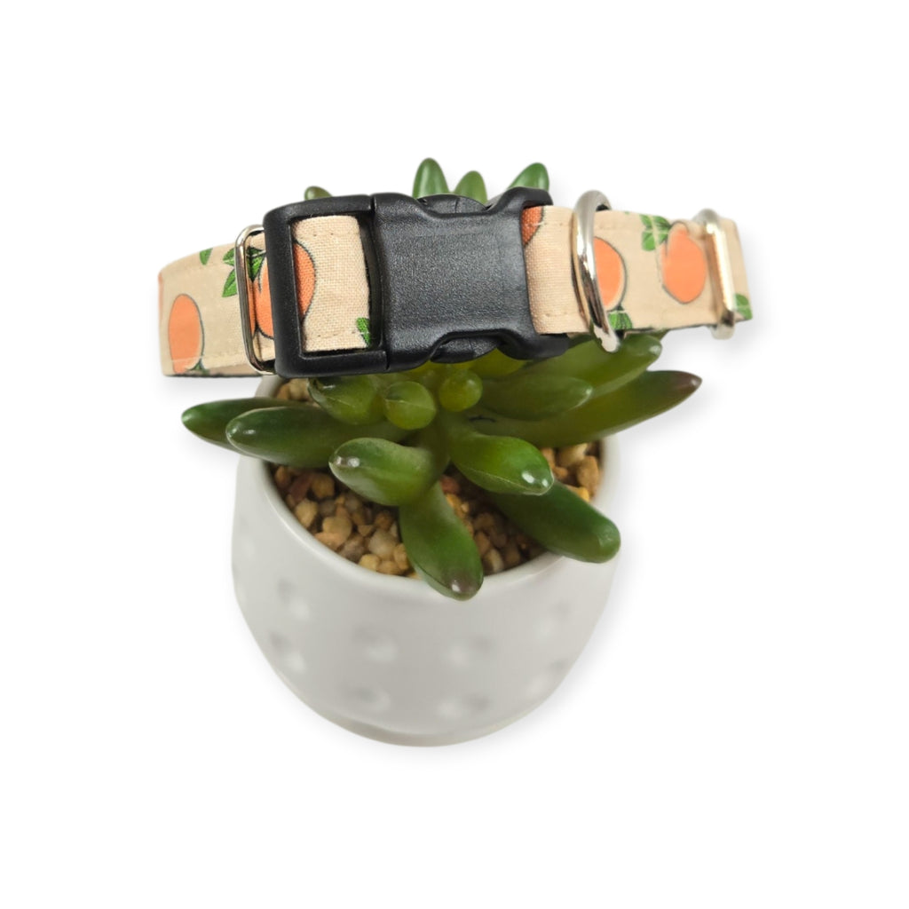 Peaches & Peach Polka Dots Dog collar (Small, 3/4" wide)