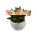 Peaches & Peach Polka Dots Dog collar (Small, 3/4" wide)