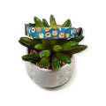 Peaches Dog Collar (X-Small)