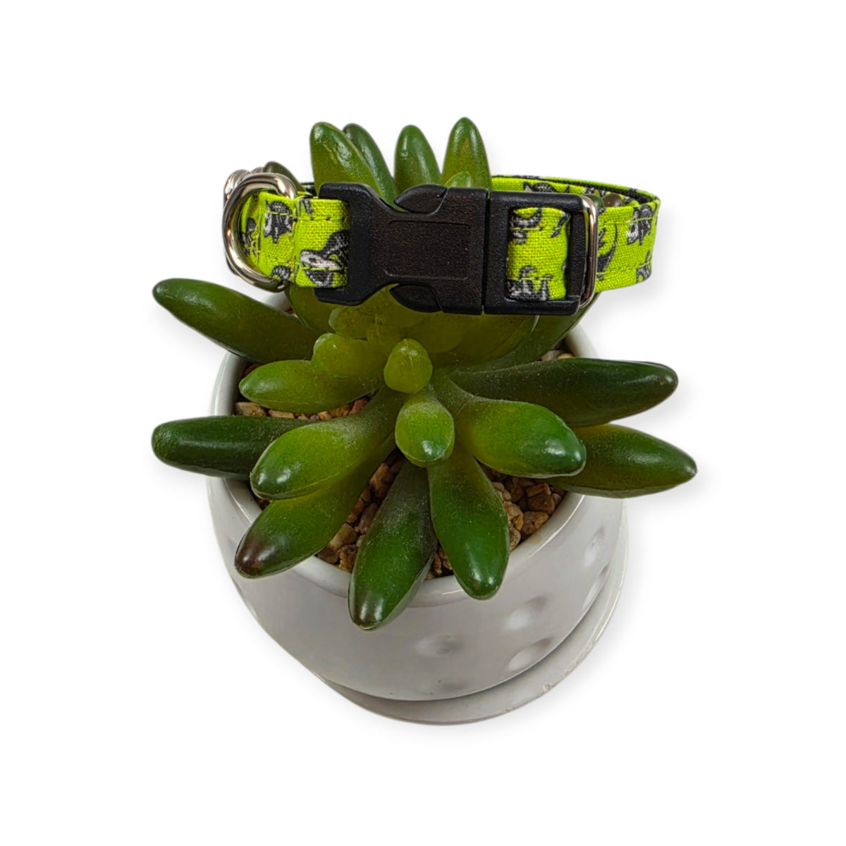 Dinosaur Skeletons Dog Collar (XX-Small)