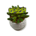 Dinosaur Skeletons Dog Collar (Small)
