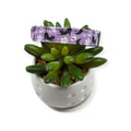 Halloween Cats and Ghosts Dog Collar (Small)