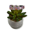 Boo Bash Dog Collar (XX-Small)