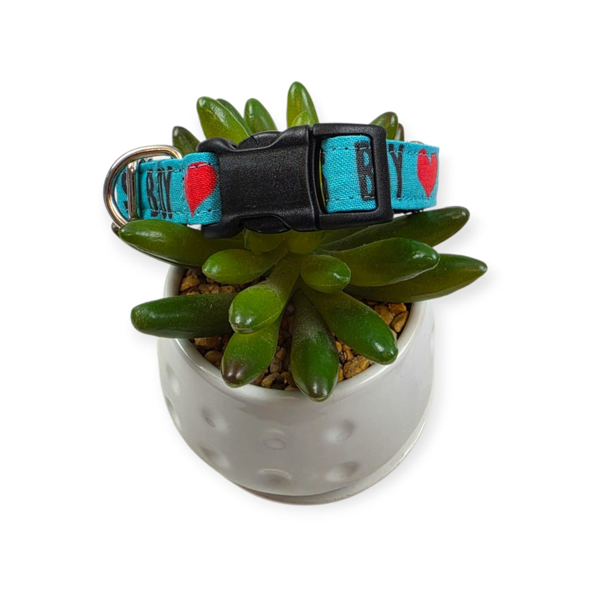 Daddy's Boy on Aqua Dog Collar (Small)