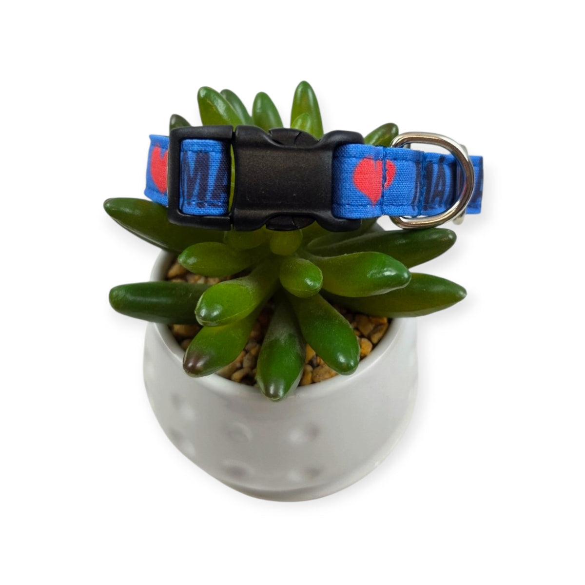 Mama's Boy on Blue Dog Collar (Small)