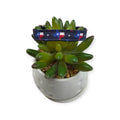 Texas State Flag Kitty Collar (XX-Small)