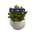 Texas State Flag Dog Collar (Small)