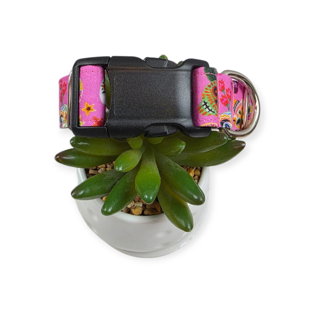 Hola Frieda on Pink Dog Collar (Medium)