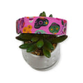 Hola Frieda on Pink Dog Collar (Medium)