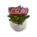 Hola Frieda on Pink Dog collar (Small, 3/4" wide)