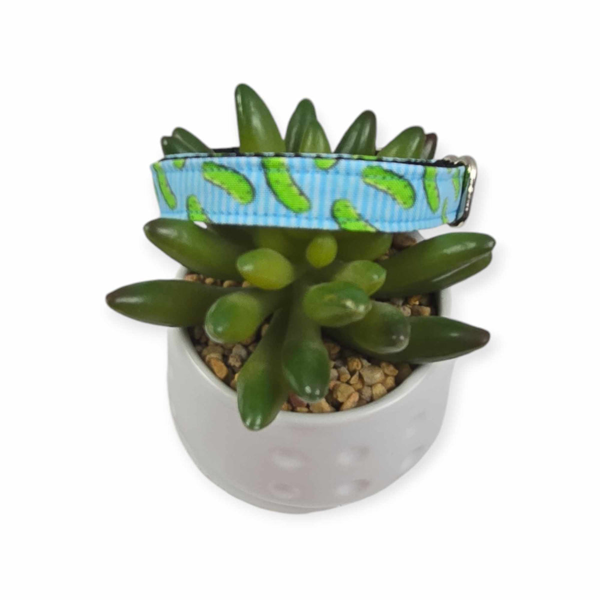 Pickles w/ Blue Stripes Dog collar (X-Small)