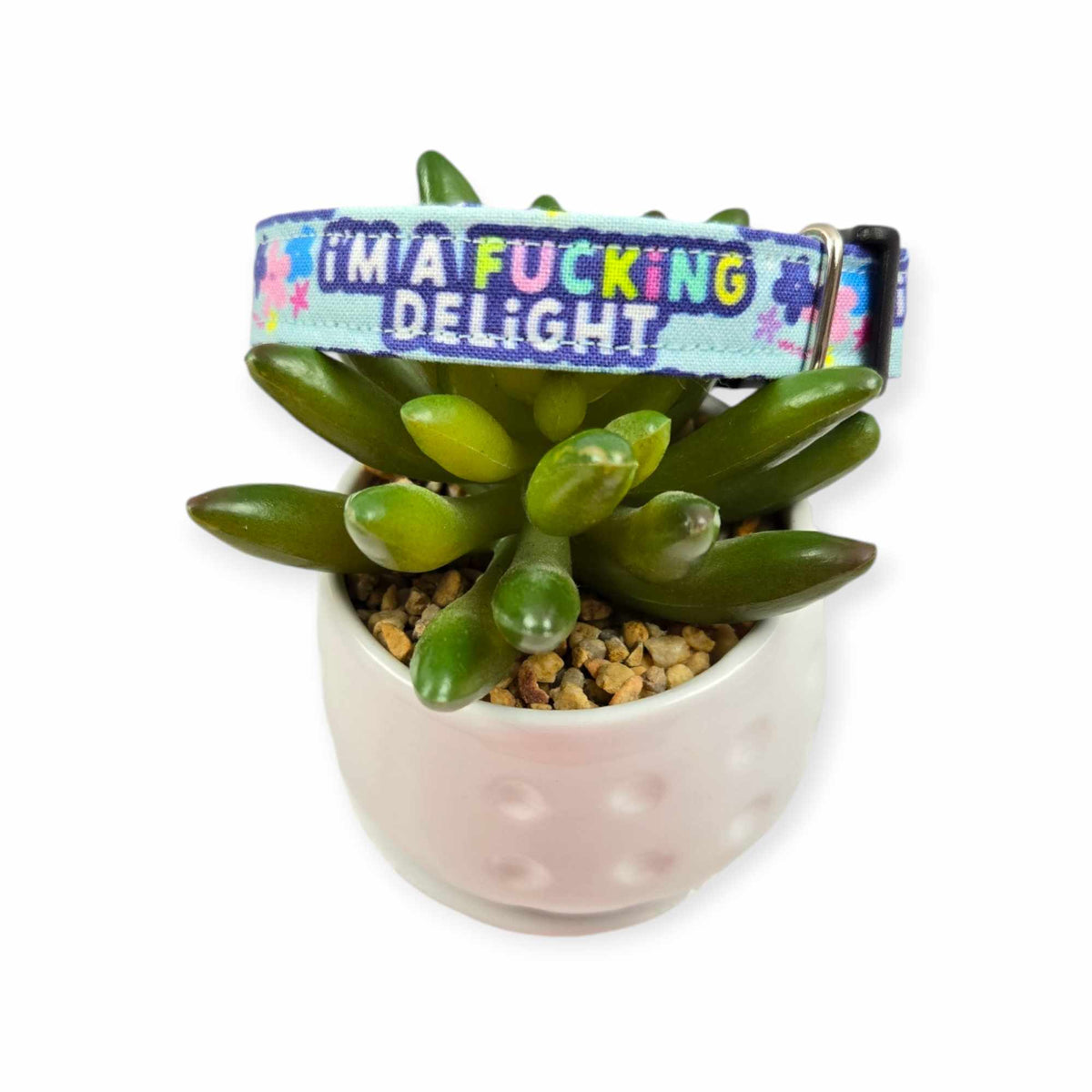 I'm a Delight Dog collar (Small)