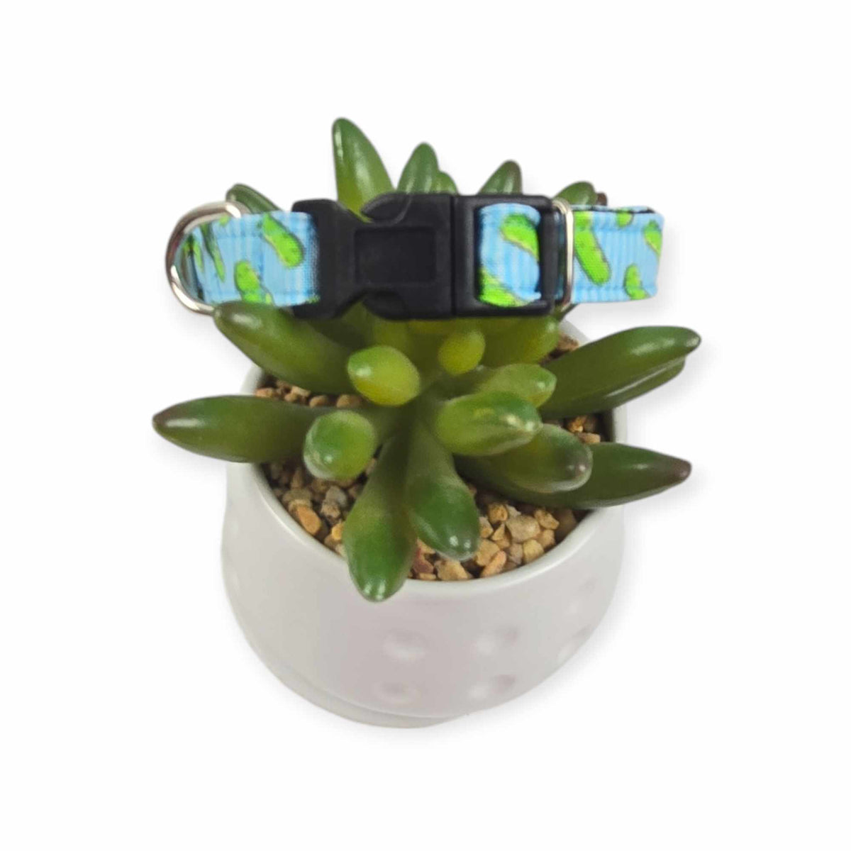 Pickles w/ Blue Stripes Dog collar (X-Small)