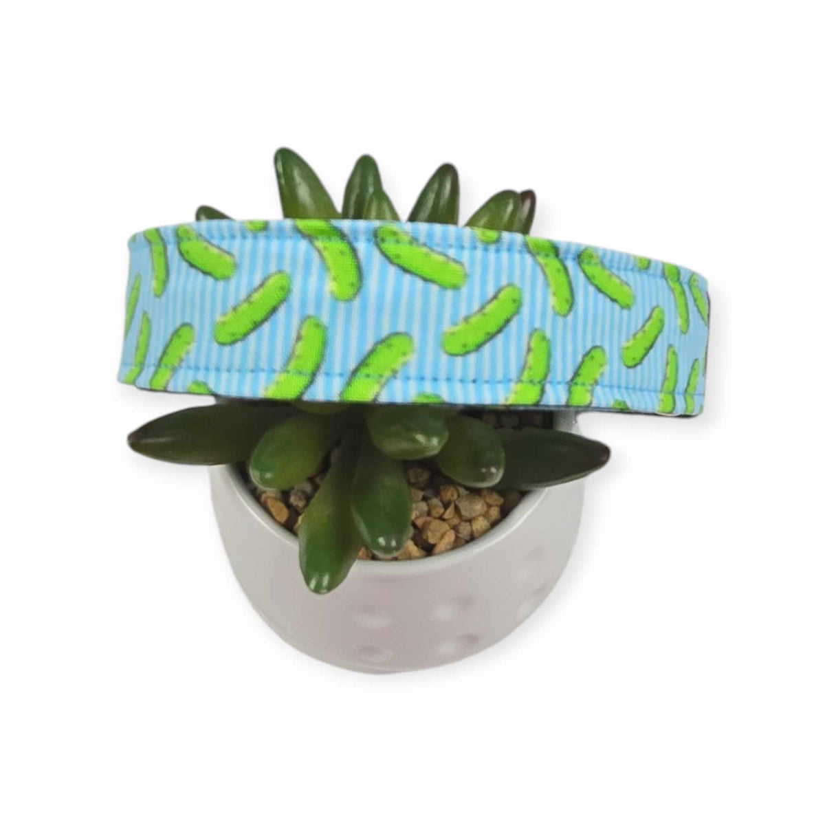 Pickles w/ Blue Stripes Dog Collar (Large)