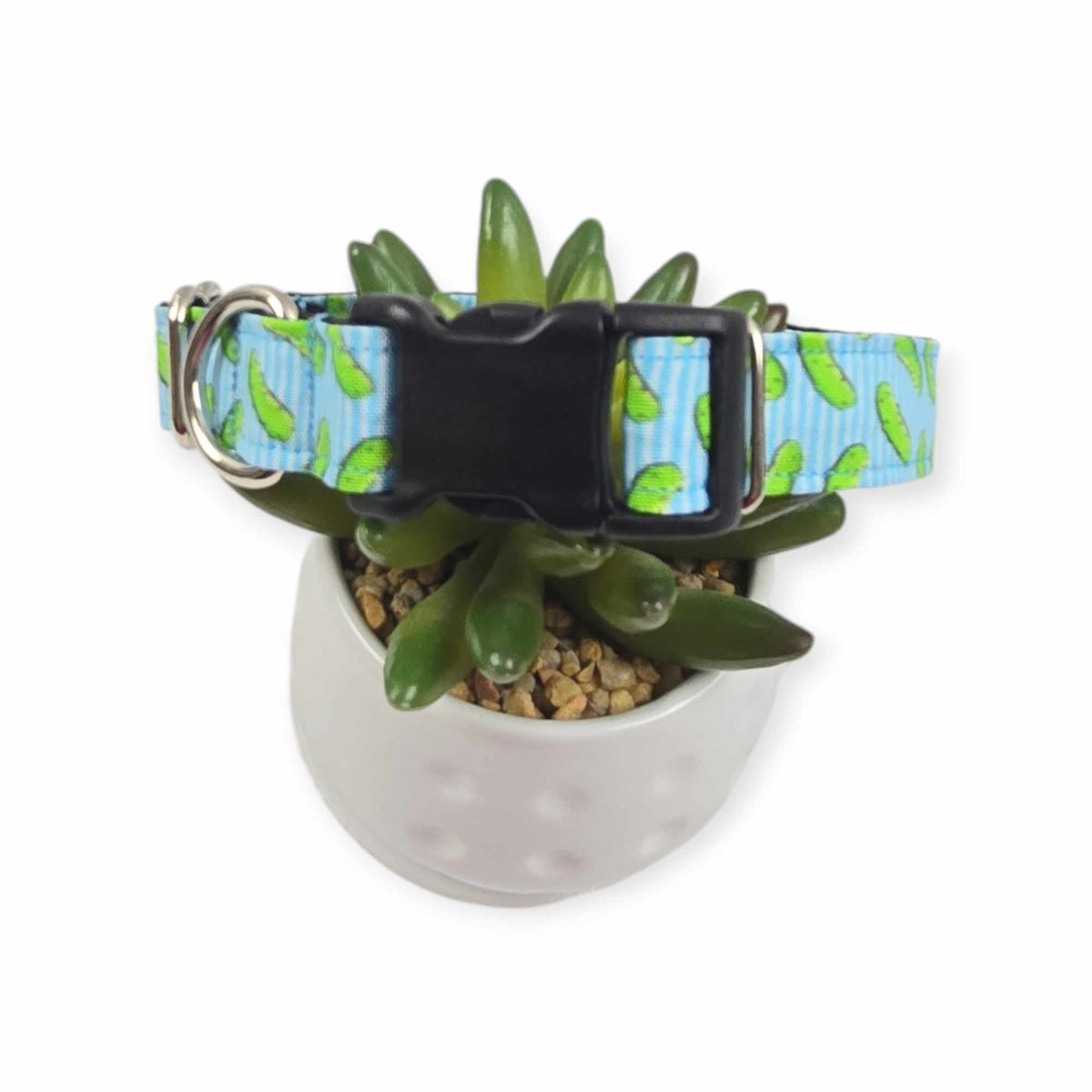 Pickles w/ Blue Stripes Dog collar (Medium)