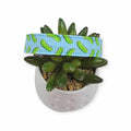 Pickles w/ Blue Stripes Dog collar (Small)