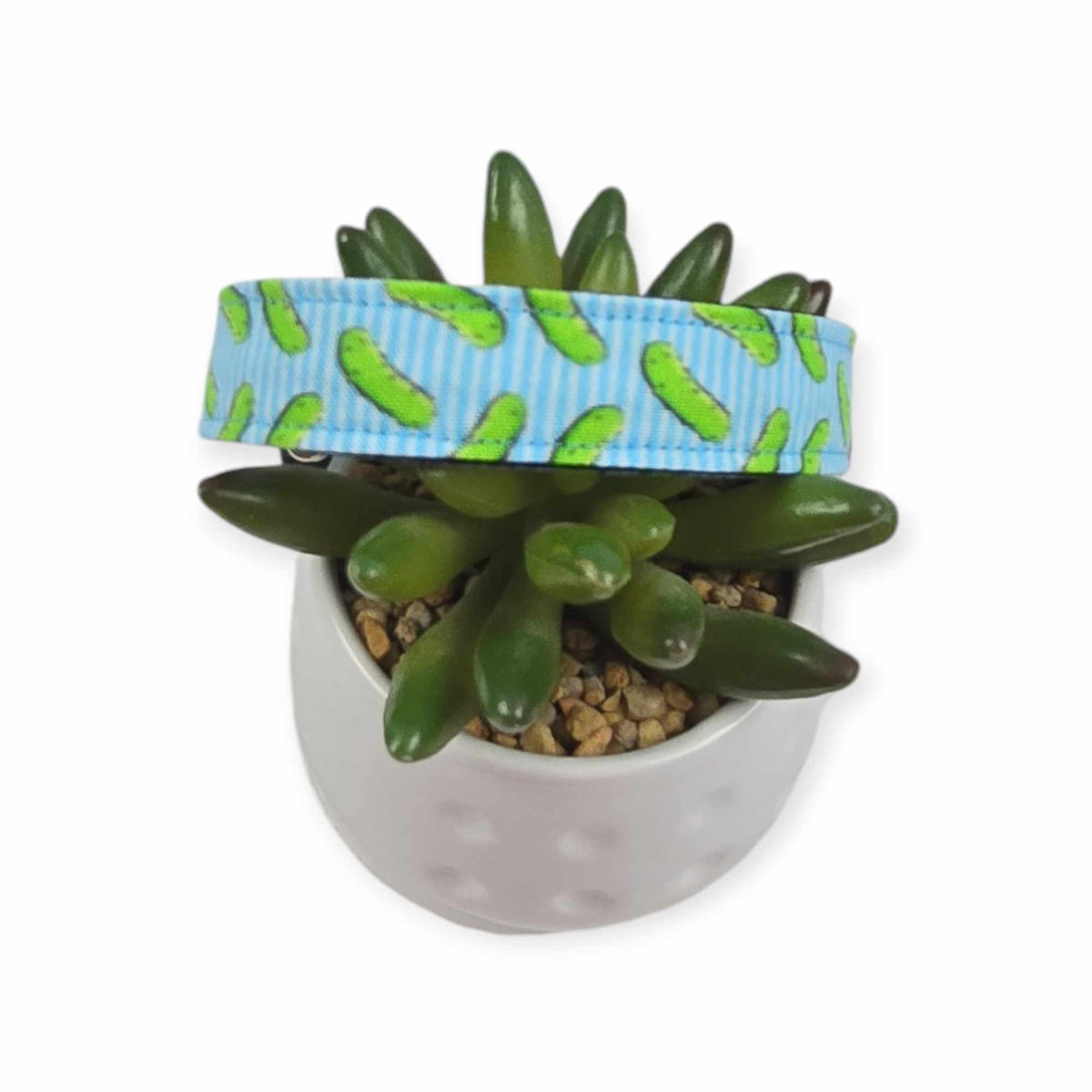 Pickles w/ Blue Stripes Dog collar (Medium)