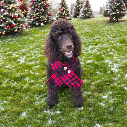 Red Luke Plaid Fleece Scarf (18" opening)