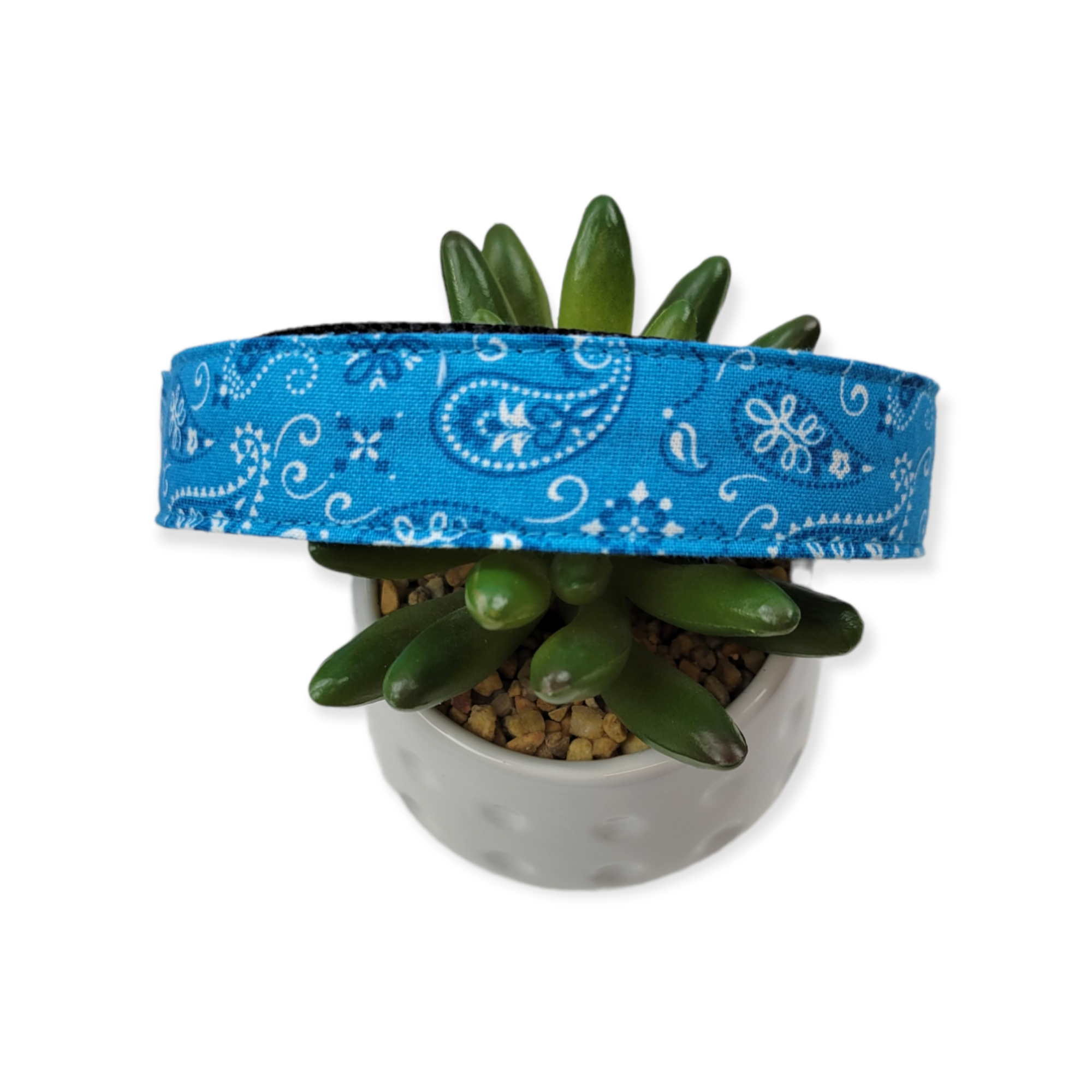 Aqua Paisley Dog Collar (Large)