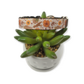 Jurassic Floral dog collar (Small)
