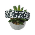 Cow Print Dog Collar (Large)