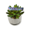 I'm a Delight Kitty Collar (XX-Small)