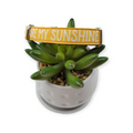 You Are My Sunshine Dog collar (Small)