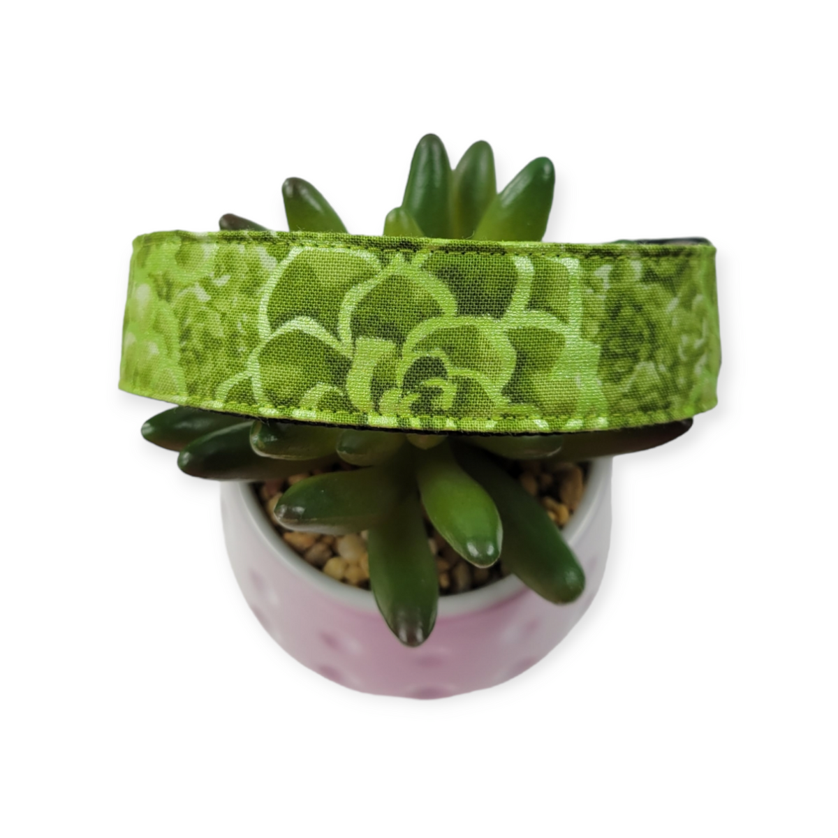 Greenhouse Succulent Dog collar (Large)