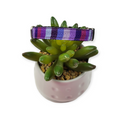 Purple Stripes dog collar (X-Small)