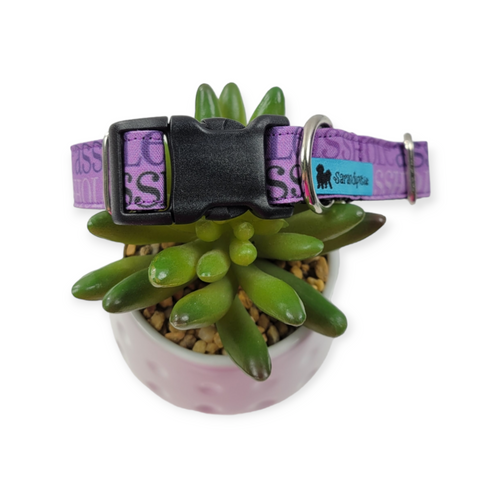 A$$hole on Purple Dog Collar (Medium)