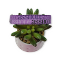A$$hole on Purple Dog Collar (Medium)