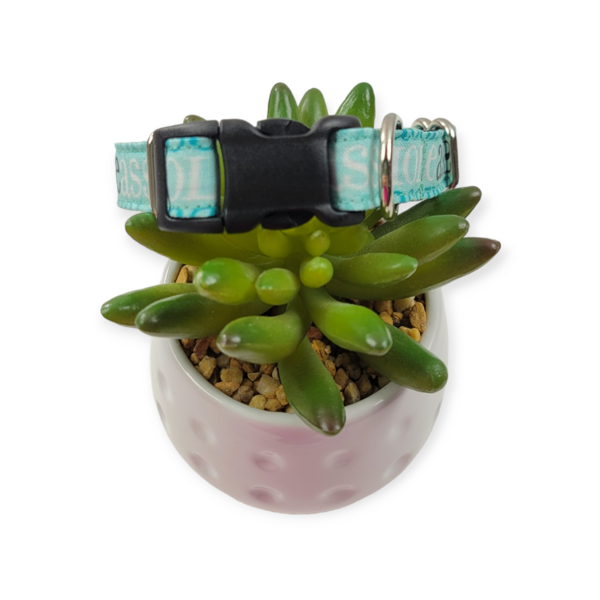 A$$hole on Aqua Dog collar (Small)