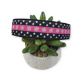 Dots & Daisies Dog collar (Large)