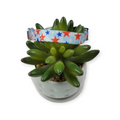 American Celebration Dog Collar (X-Small)