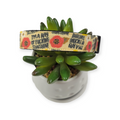 I'm a Ray of Sunshine Dog Collar (Small, 3/4" wide)