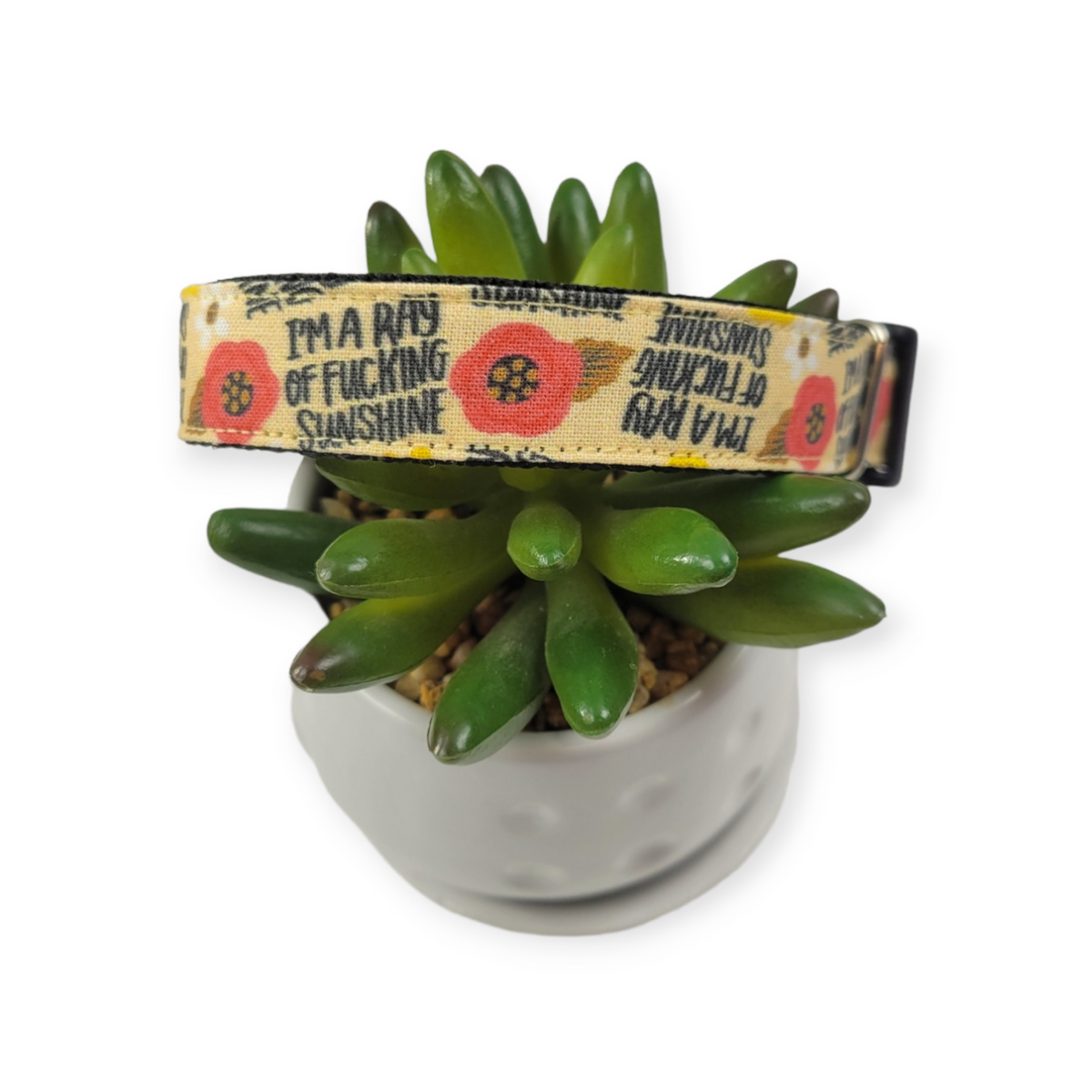 I'm a Ray of Sunshine Dog Collar (Small, 3/4" wide)