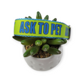 Ask to Pet Dog Collar (Medium, 1" wide)