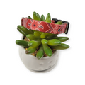 Red Bandana Dog collar (Small)