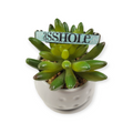 A$$hole on Aqua Dog Collar (XX-Small)