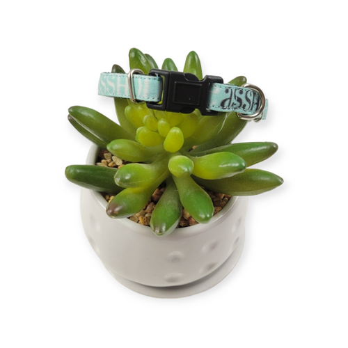 A$$hole on Aqua Dog Collar (XX-Small)
